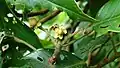 Vateriopsis seychellarum の花