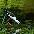 鳥類園のセイタカシギ