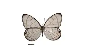 ヘリグロスカシジャノメ D. polita, コスタリカ