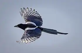 カササギの尾。