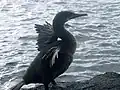 翼を広げた本種