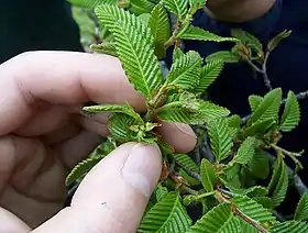 雌花。チリのバルディビア県にて。