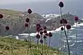 オンス島の植物