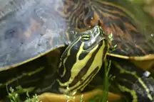 ペニンシュラクーターP. peninsularis