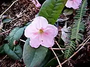 Epigaea gaultherioides