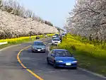 菜の花ロード