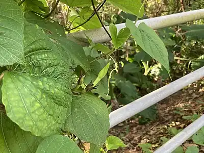開花前の蕾