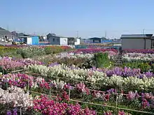 白間津のお花畑
