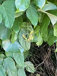開花直前の蕾