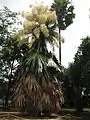 ホノルルのフォスター植物園で花が咲いたコウリバヤシ