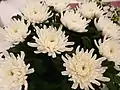 農林水産大臣賞 キク「神馬」（2011年2月12日撮影）
