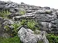 岩の隙間に育つ花々