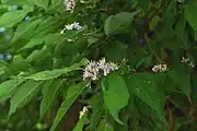 花は集散花序につく