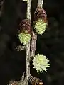 雄花（上2つ）と雌花
