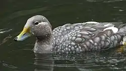 トビフナガモ