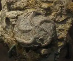 座ヒトデ(ミネソタ州出土)