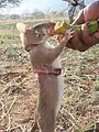 サバンナアフリカオニネズミのHeroRATS