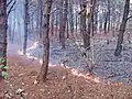 林床が燃えるタイプの火災（ミャンマー）