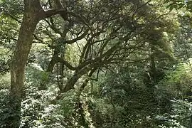 真鶴半島の照葉樹林