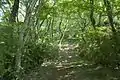 団子石峠-難台山の登山道