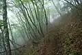 湯船山付近の登山道　