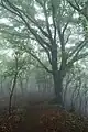 湯船山-白嵓ノ頭間の登山道