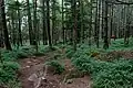 カラマツとモミ類との混交林（八ヶ岳）