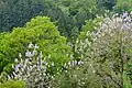 三波川下流部の森。