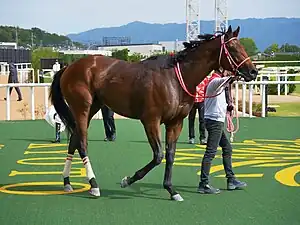 競走馬フォーエバーヤング