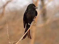 クロオウチュウ