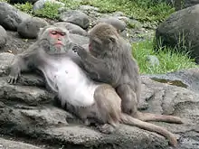 タイワンザルM. cyclopis