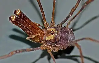 強大な鋏角をもつ Forsteropsalis marplesi