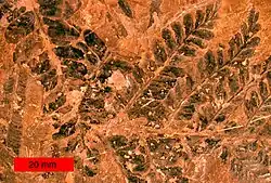 シダ種子植物の葉の化石