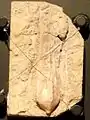 ウミツボミ(イリノイ州出土)