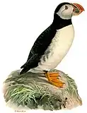 ニシツノメドリ(Fratercula arctica)