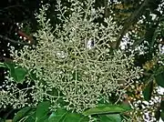 花序