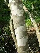 樹皮