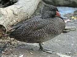 ゴマフガモ_オス