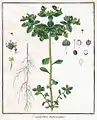 トウダイグサ・茎の先端部の枝を広げた部分に注目のこと