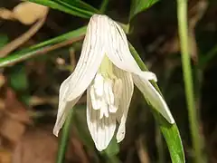 葯はクリーム色。花柱の先端は3浅裂する。