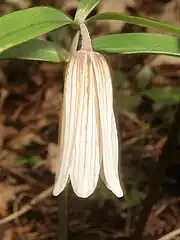 花は、花柄が曲がって斜め下向きにつき、鐘状筒形で細長い。