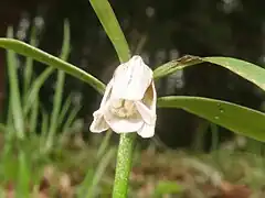 葯はクリーム色になる。花が細いため中が覗きにくい。