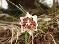 花被片内側の中部より基部の位置から先端に向かう腺体がある。花糸や花柱に小突起は無い。