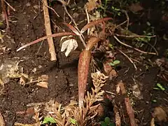 葉は花時に暗赤紫色になることがあり、花後に緑色になる。