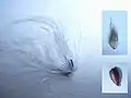 ワタスゲ（カヤツリグサ科）の小堅果（痩果）と綿毛