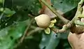 Vateriopsis seychellarum の実