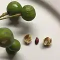 センダン(センダン科)の未熟核果と割った核、種子