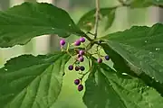 果実は紫色に熟す