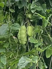 平滑で側面の翼が目立つ豆果