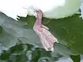 後肢